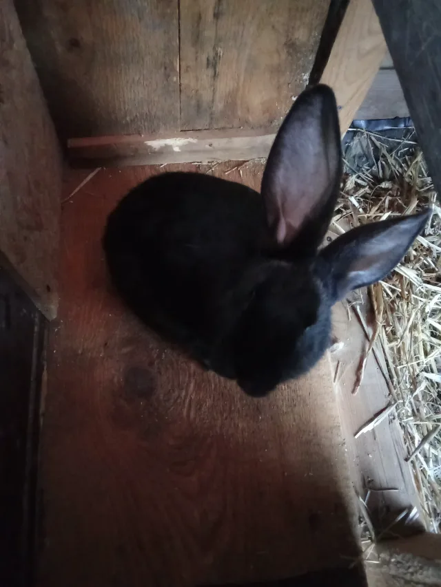 Mascul sănătos fluture german negru Janet de 5,5 luni – fotografia 2 din 3
