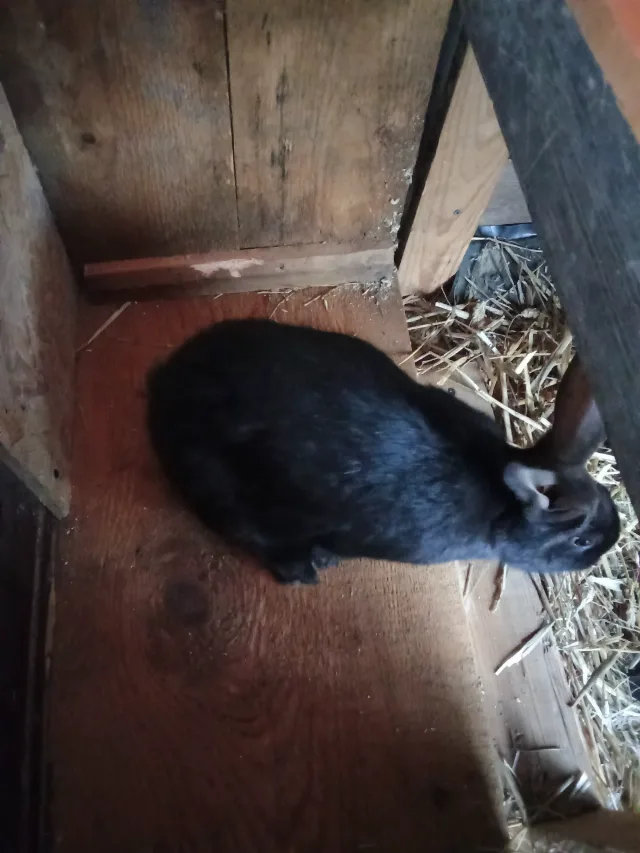Mascul sănătos fluture german negru Janet de 5,5 luni – fotografia 3 din 3