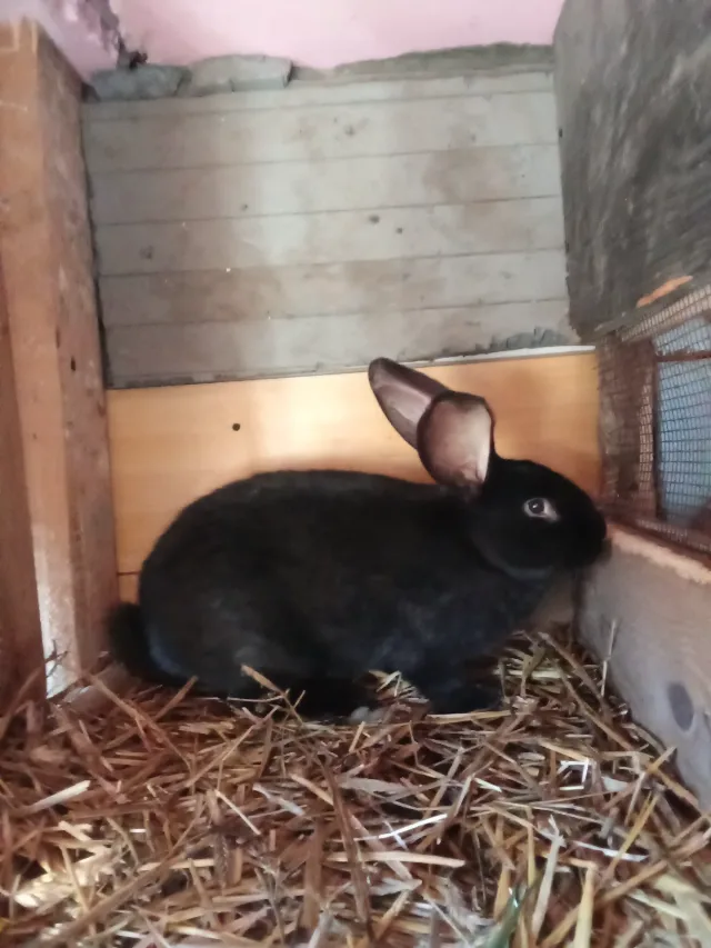 Mascul sănătos fluture german negru Janet de 5,5 luni – Bumbesti-Jiu, Gorj