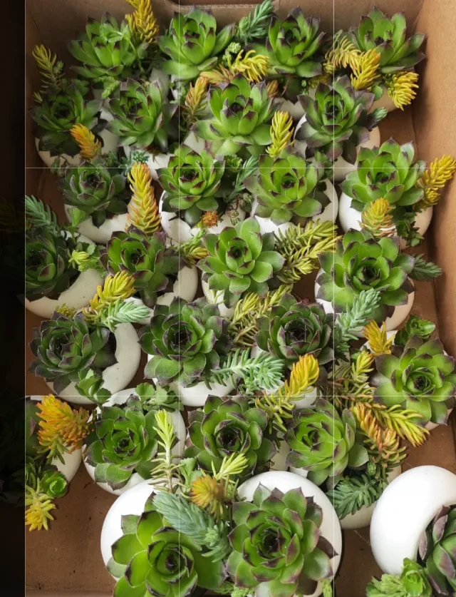 Sempervivum pentru grădină și pentru marturii – fotografia 5 din 5