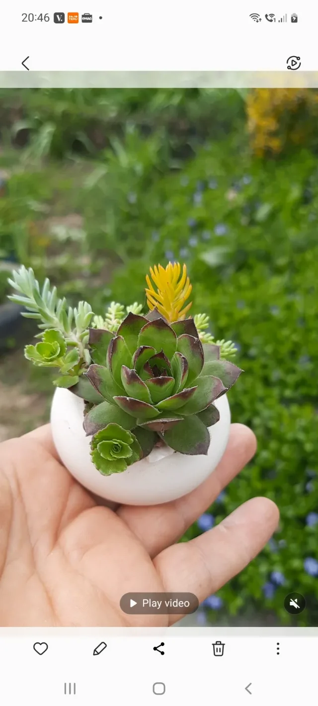 Sempervivum pentru grădină și pentru marturii – fotografia 4 din 5