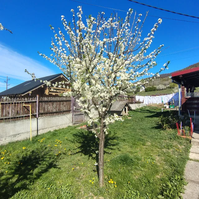 Casa de vanzare – fotografia 4 din 8
