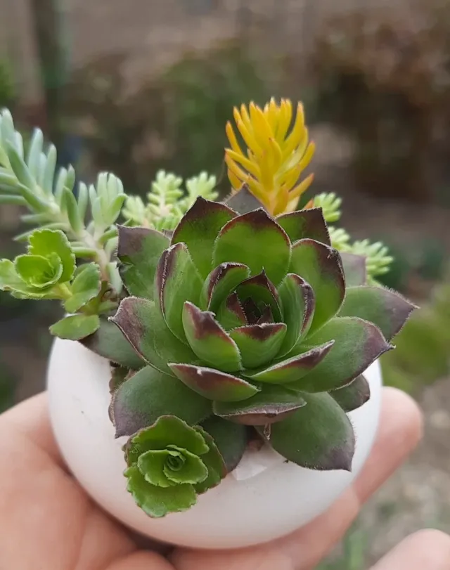 Sempervivum pentru grădină și pentru marturii – fotografia 3 din 5