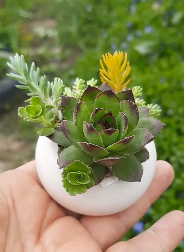 Sempervivum pentru grădină și pentru marturii – fotografia 2 din 5