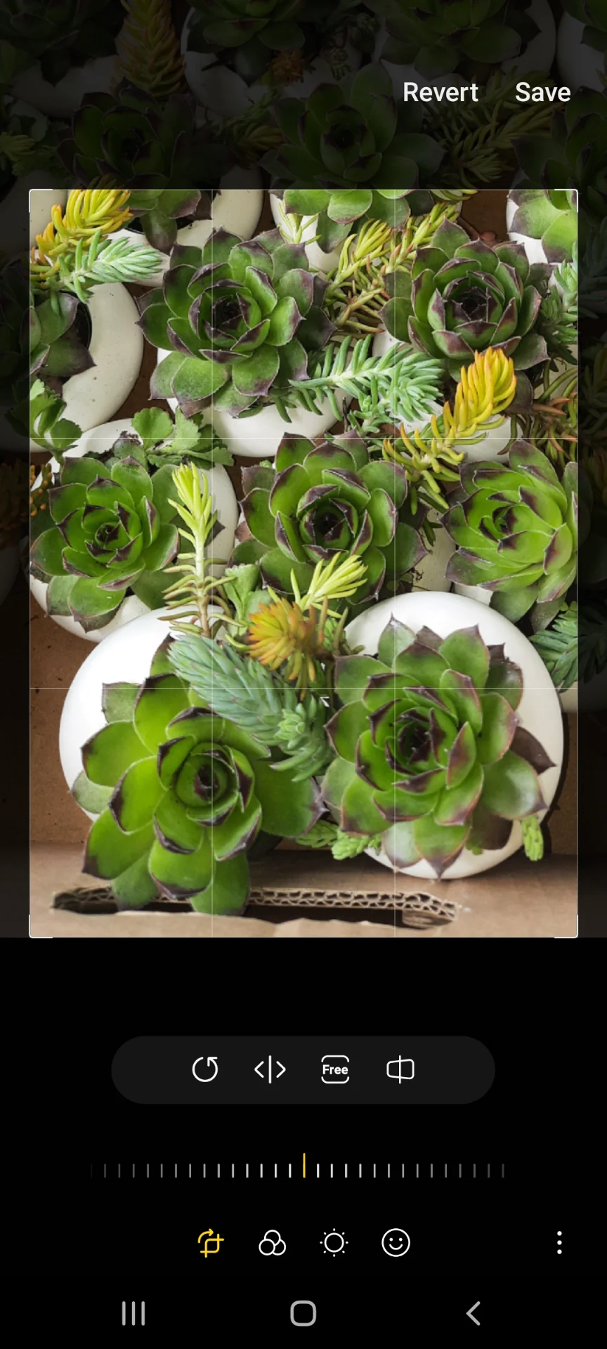 Sempervivum pentru grădină și pentru marturii – fotografia 1 din 5
