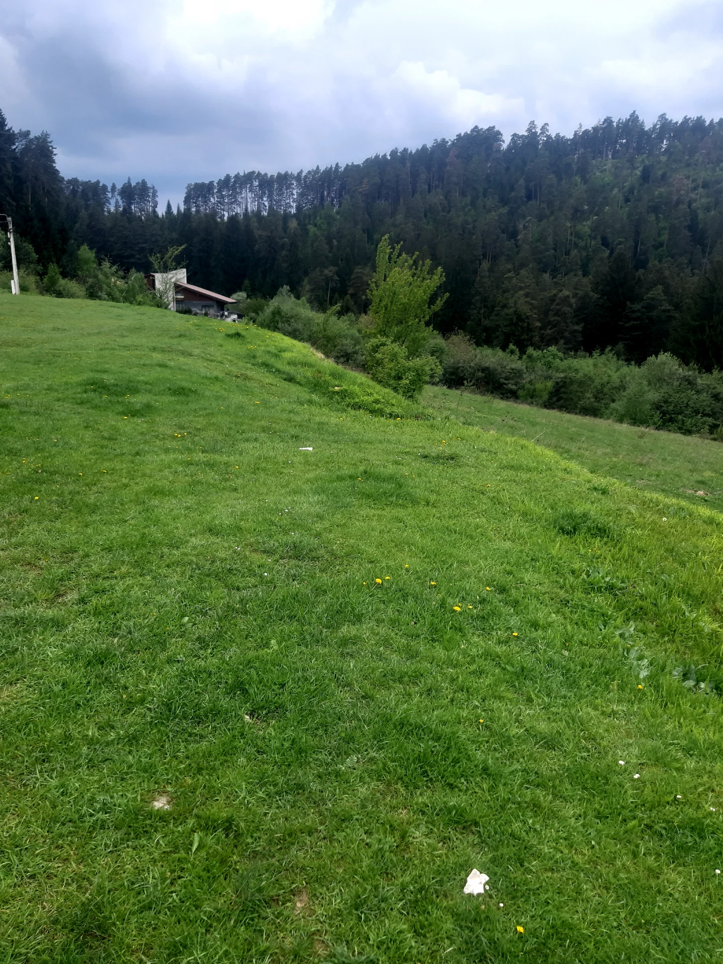 Vând padure – fotografia 1 din 1