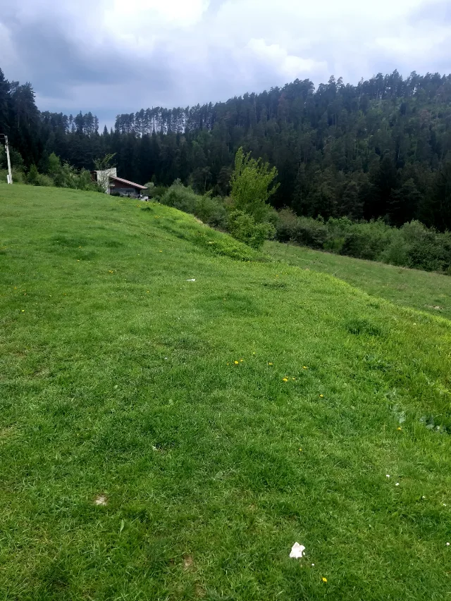 Vând padure – Galati, Galați