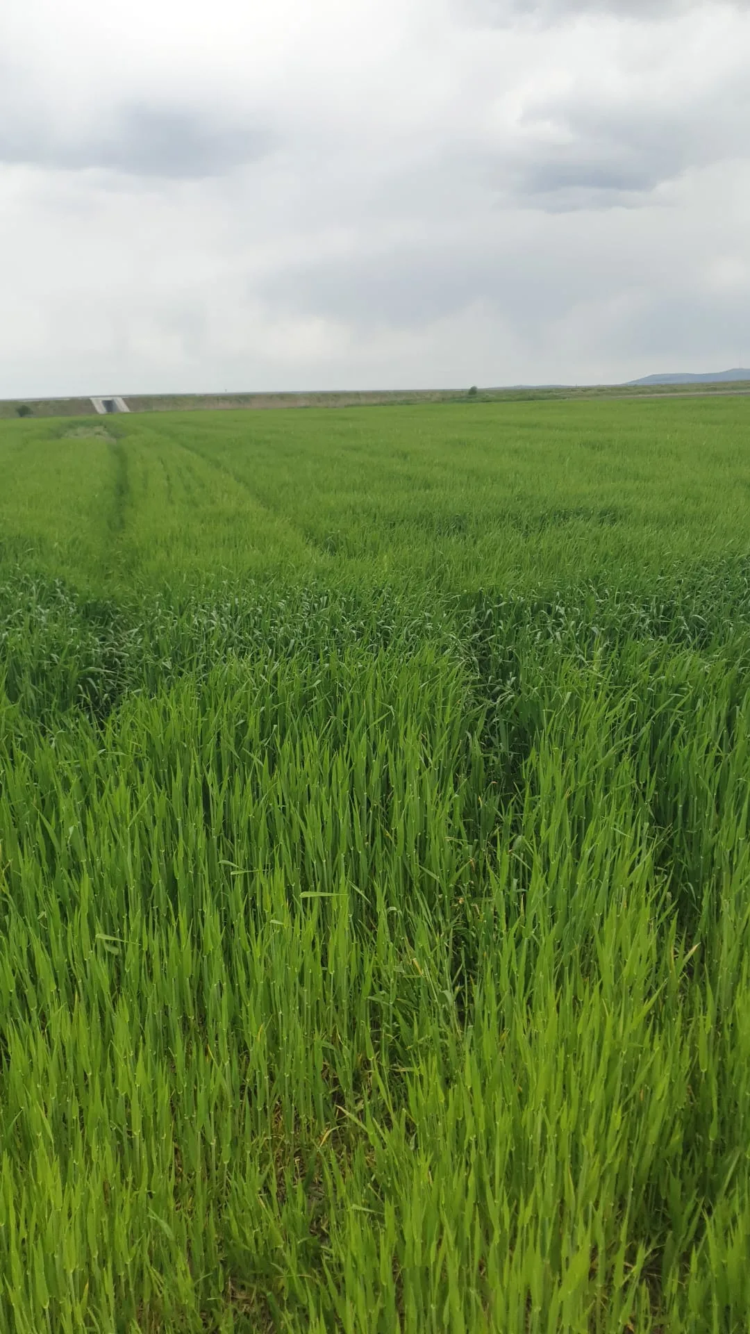 Vând 17 ha teren arabil. – Galati, Galați
