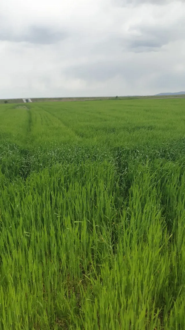 Vând 17 ha teren arabil. – Galati, Galați