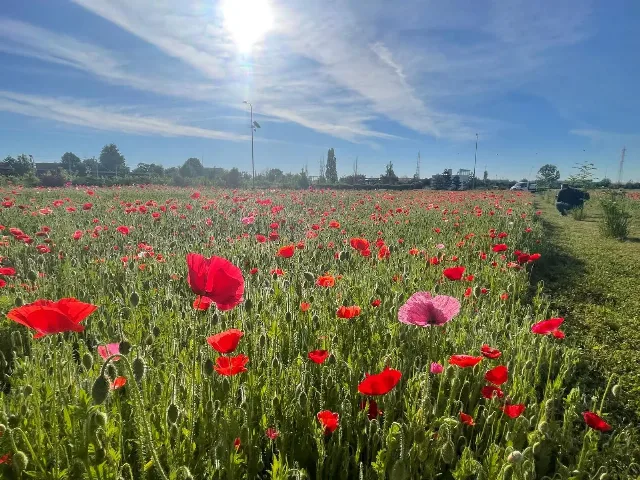 Vând teren extravilan – Sfantu Gheorghe, Ialomița