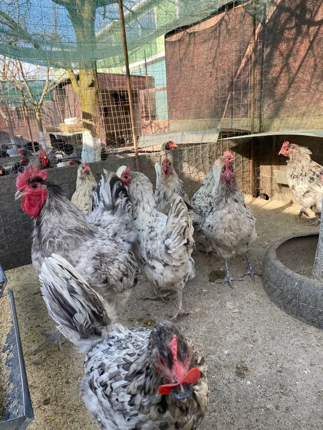 Gaini australorp splash – fotografia 3 din 3