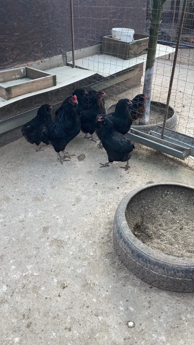 Gaini araucana diverse culori – fotografia 3 din 7