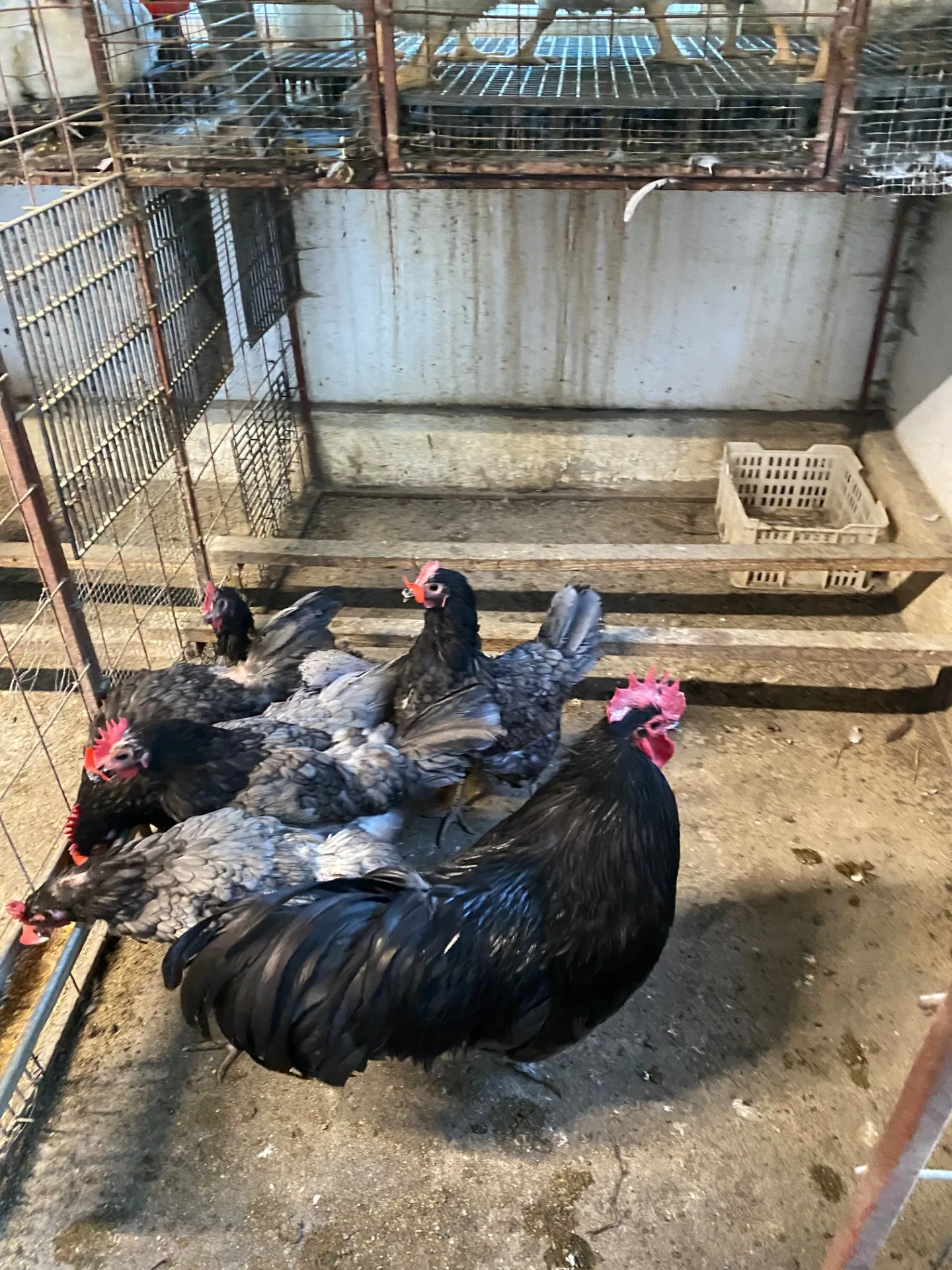 Găini australorp albastru – Mihai Viteazu, Cluj