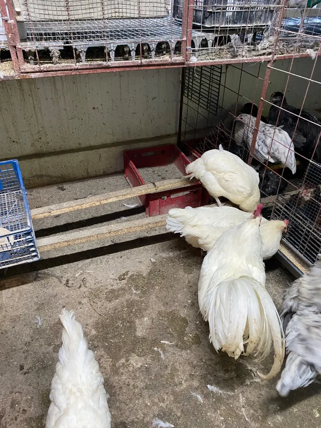 Gaini australorp alb – Mihai Viteazu, Cluj