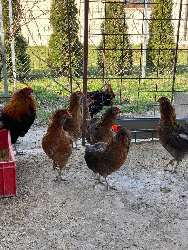 Gaini araucana diverse culori – fotografia 5 din 7