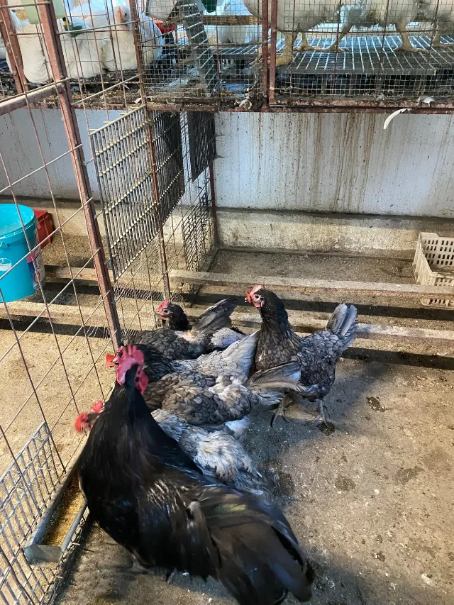 Găini australorp albastru – fotografia 2 din 5
