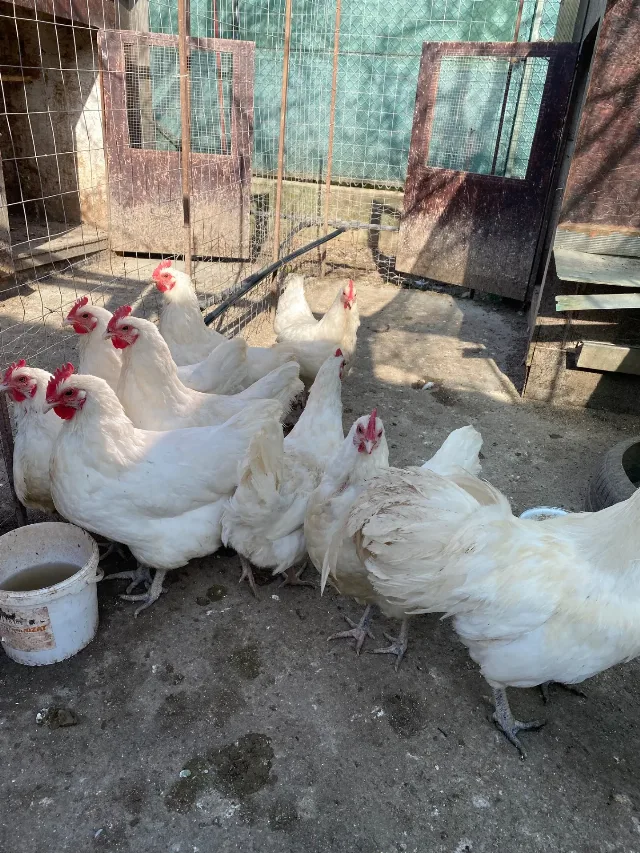 Gaini australorp alb – fotografia 5 din 5