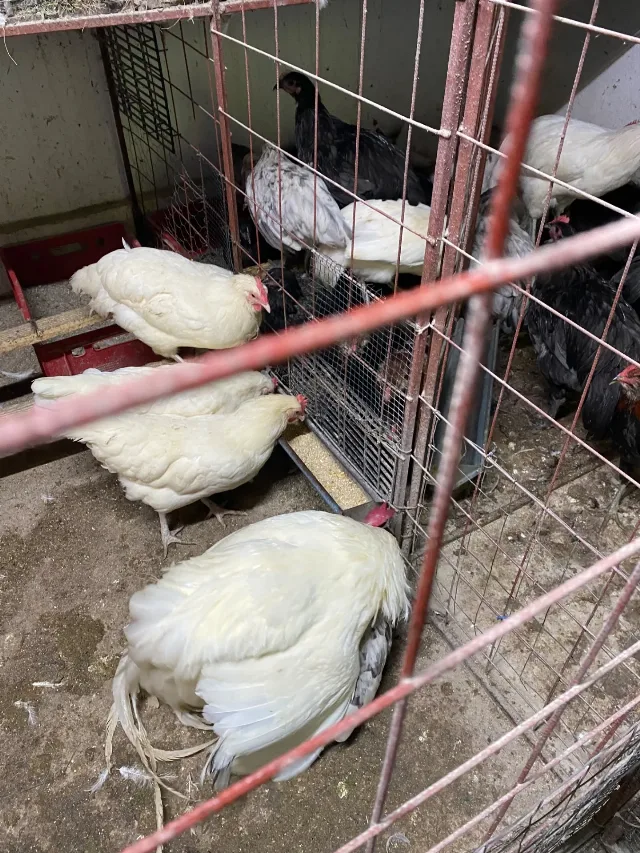 Gaini australorp alb – fotografia 2 din 5