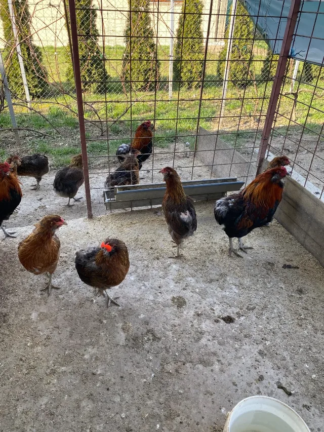 Gaini araucana diverse culori – fotografia 7 din 7