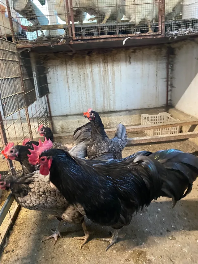 Găini australorp albastru – fotografia 4 din 5