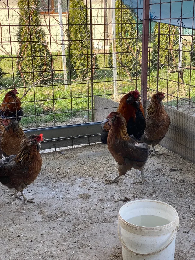 Gaini araucana diverse culori – fotografia 6 din 7