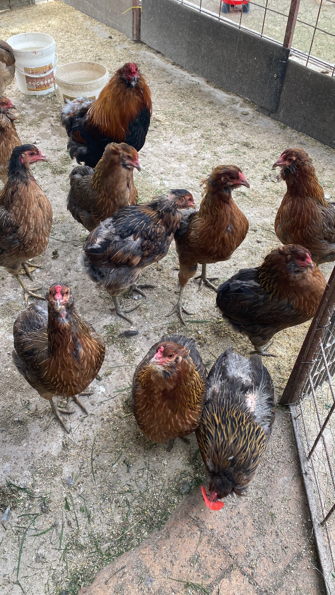 Gaini araucana diverse culori – fotografia 1 din 7