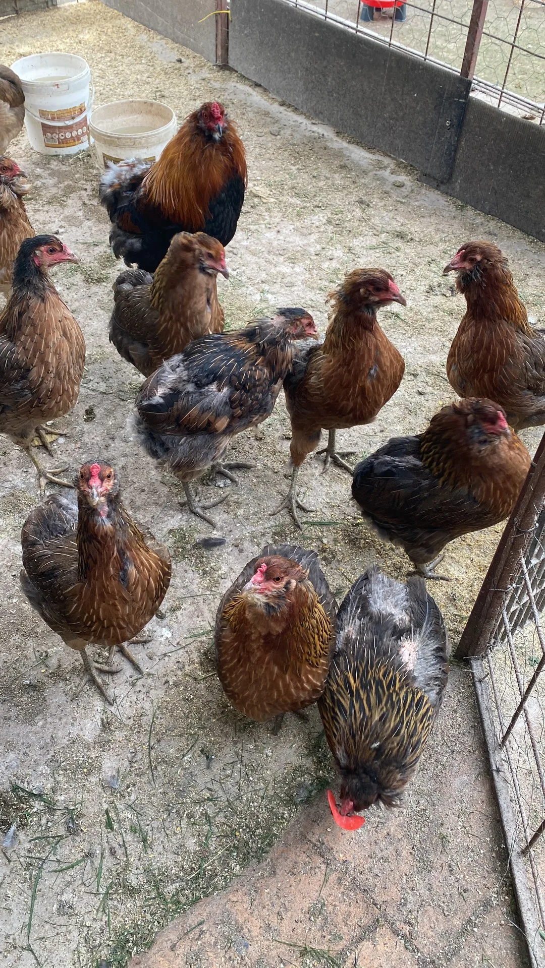 Gaini araucana diverse culori – Mihai Viteazu, Cluj