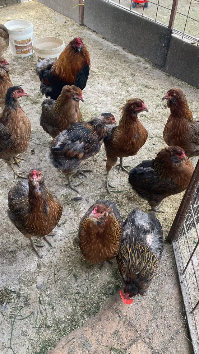 Gaini araucana diverse culori – Mihai Viteazu, Cluj