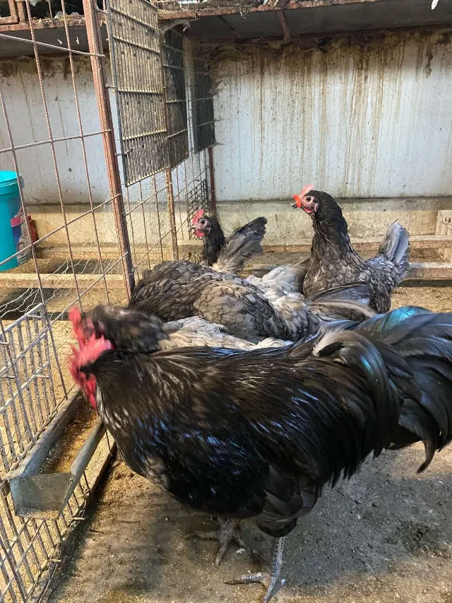 Găini australorp albastru – fotografia 3 din 5