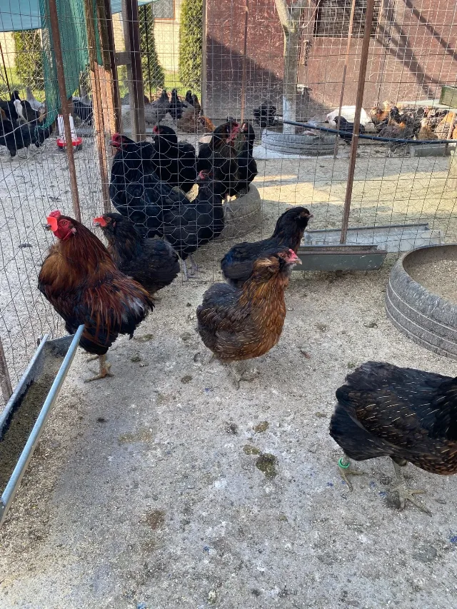Gaini araucana diverse culori – fotografia 4 din 7