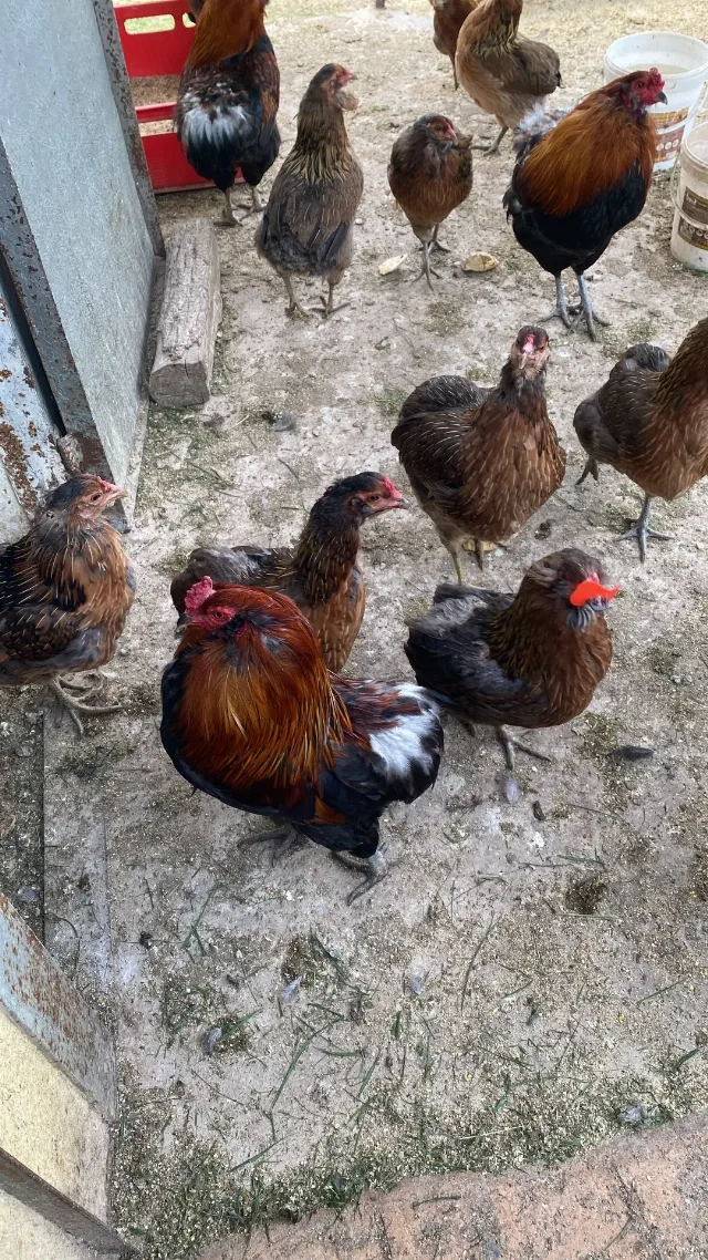 Gaini araucana diverse culori – fotografia 2 din 7