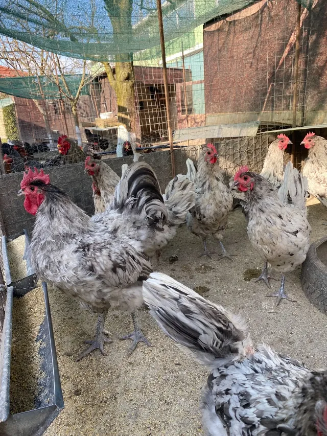 Gaini australorp splash – fotografia 2 din 3