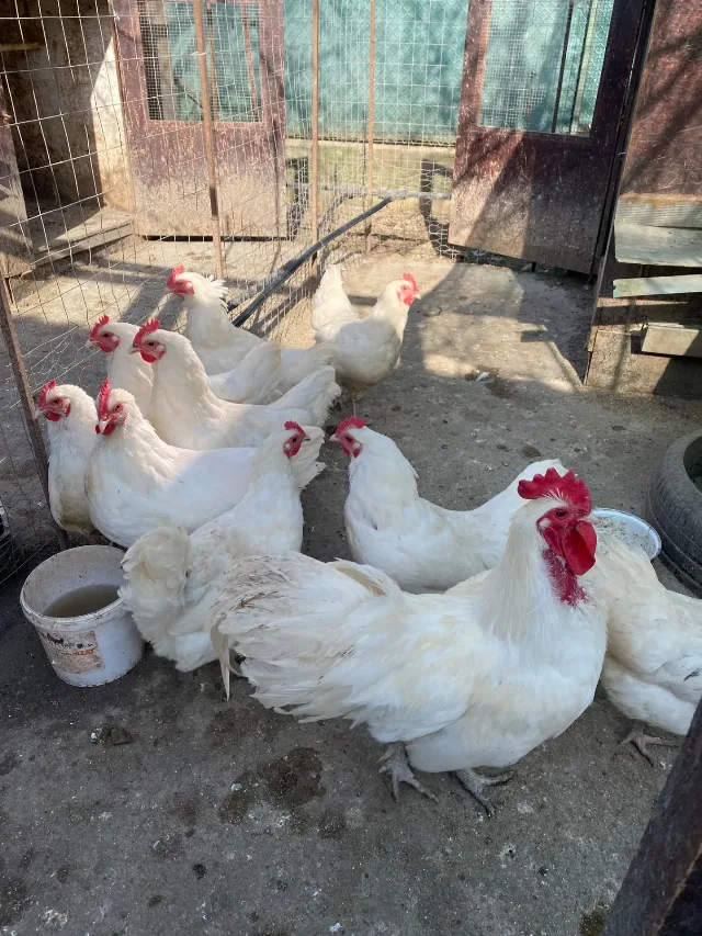 Gaini australorp alb – fotografia 4 din 5