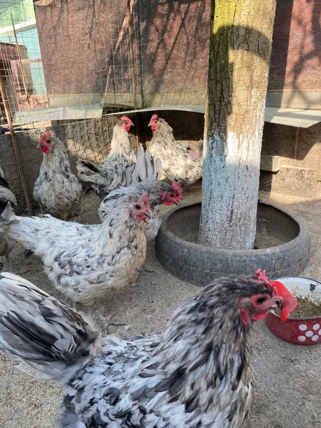 Gaini australorp splash – Mihai Viteazu, Cluj