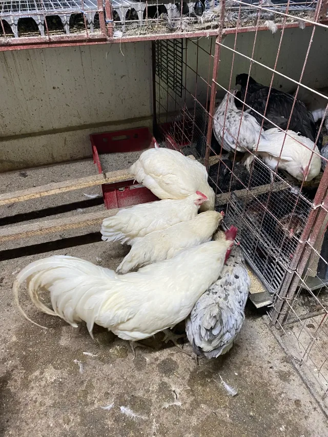 Gaini australorp alb – fotografia 3 din 5