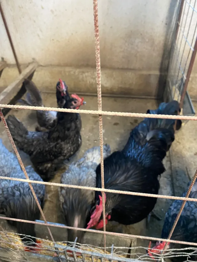 Găini australorp albastru – fotografia 5 din 5