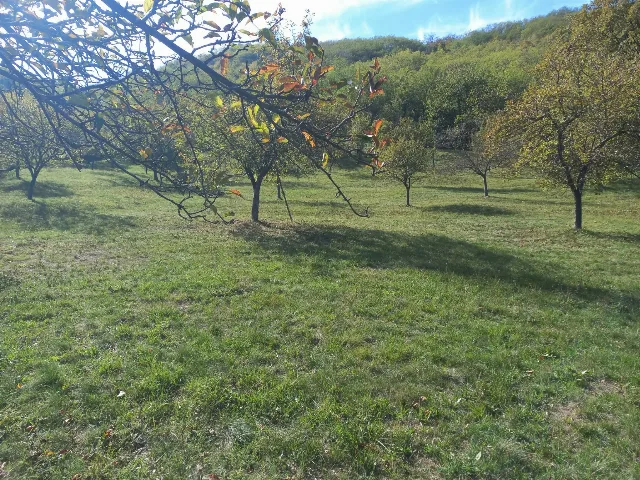 Livada in Sasciori langa șoseaua Transalpina! – Sebes, Alba
