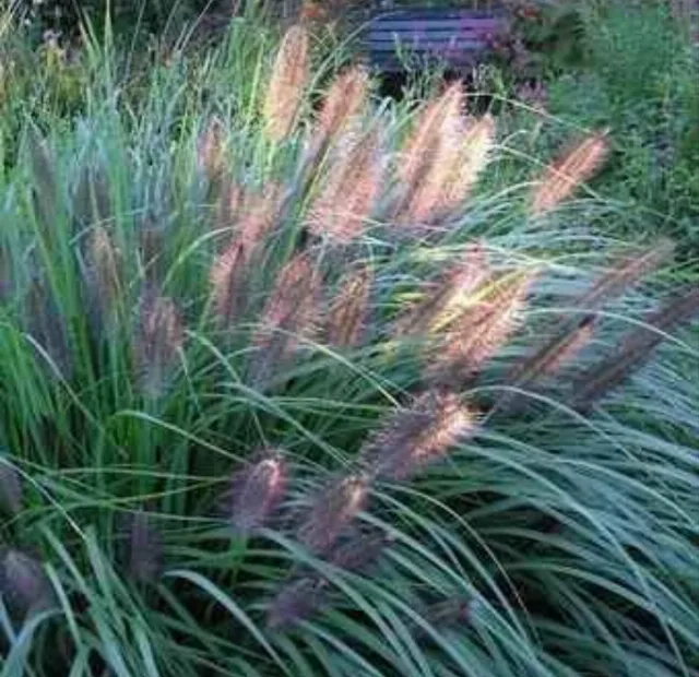 Plante Ornamentale Iarbă Decorativă Pennisetum Viridescens Grădină "veverițe* – fotografia 2 din 2