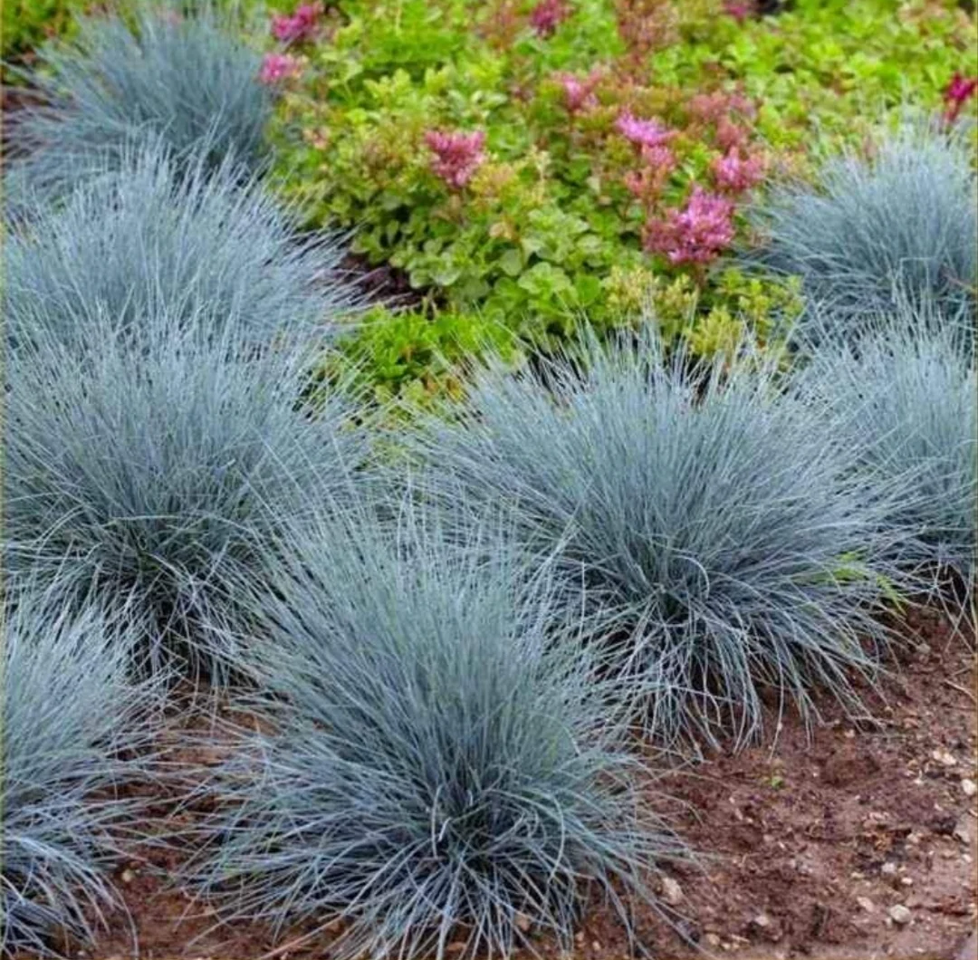 Iarbă Albastră Ornamentală (Festuca Glauca) - Plantă Perenă Grădină sau ghiveci – fotografia 1 din 2