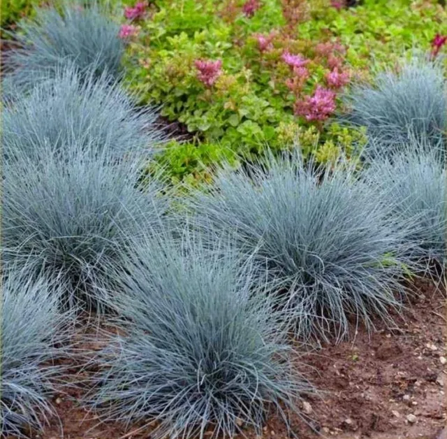 Iarbă Albastră Ornamentală (Festuca Glauca) - Plantă Perenă Grădină sau ghiveci – Iasi, Iași