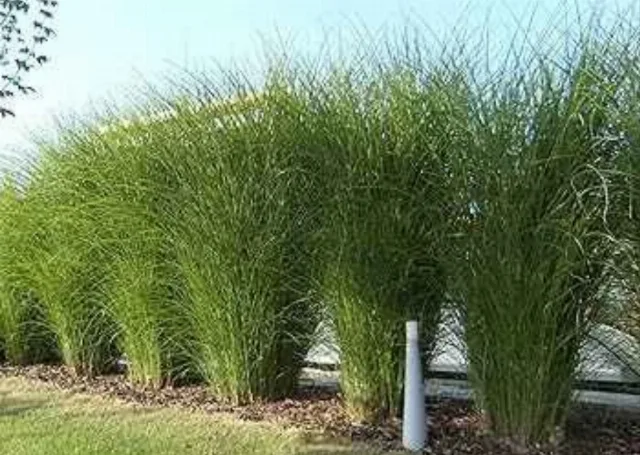 🌿 Iarbă Ornamentală (Stuf Chinezesc / Iarba Elefantului) – Plante Perene Mari – fotografia 4 din 7