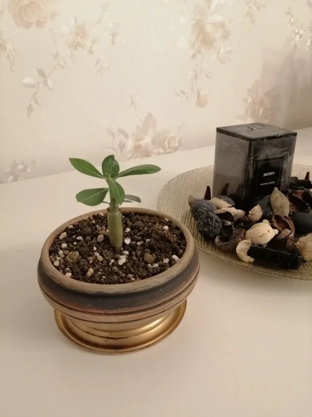 Trandafir de Deșert (Adenium Obesum) 6 luni - Plantă de Interior Exotică – fotografia 4 din 5