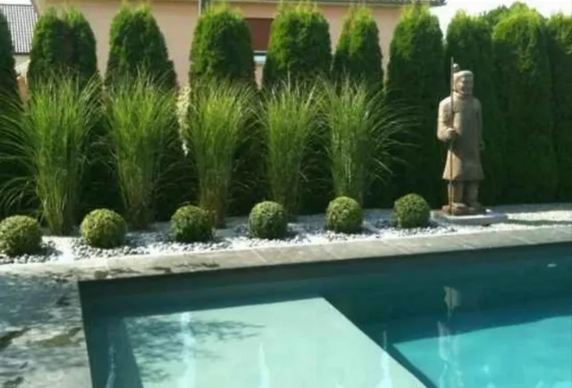 🌿 Iarbă Ornamentală (Stuf Chinezesc / Iarba Elefantului) – Plante Perene Mari – fotografia 5 din 7