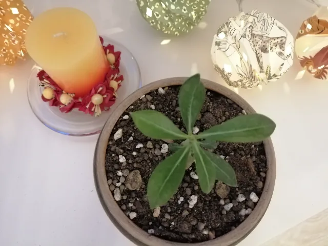 Trandafir de Deșert (Adenium Obesum) 6 luni - Plantă de Interior Exotică – fotografia 2 din 5