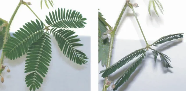 20 Semințe Mimosa Pudica – Planta Sensibilă care își strânge frunzele instant la atingere – fotografia 3 din 3