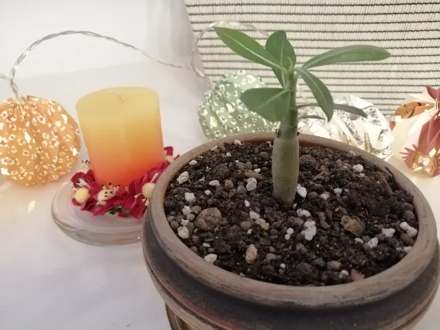 Trandafir de Deșert (Adenium Obesum) 6 luni - Plantă de Interior Exotică – Iasi, Iași