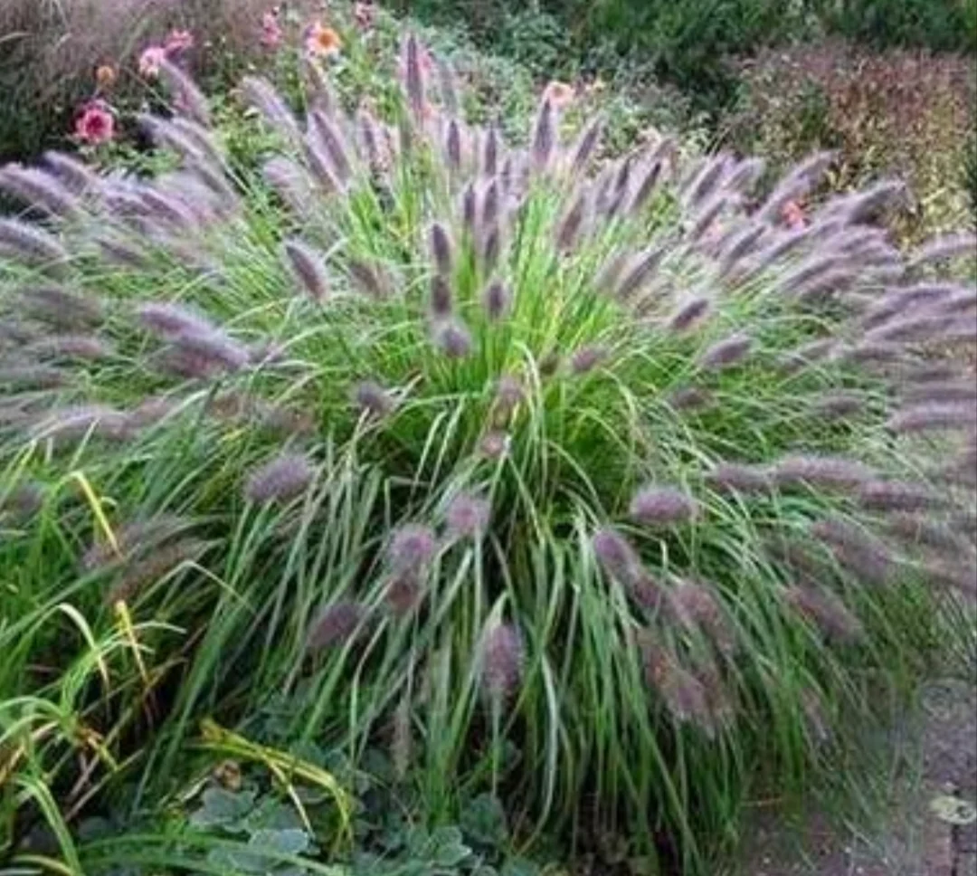 Plante Ornamentale Iarbă Decorativă Pennisetum Viridescens Grădină "veverițe* – fotografia 1 din 2