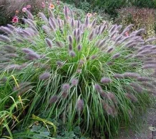 Plante Ornamentale Iarbă Decorativă Pennisetum Viridescens Grădină "veverițe* – Iasi, Iași