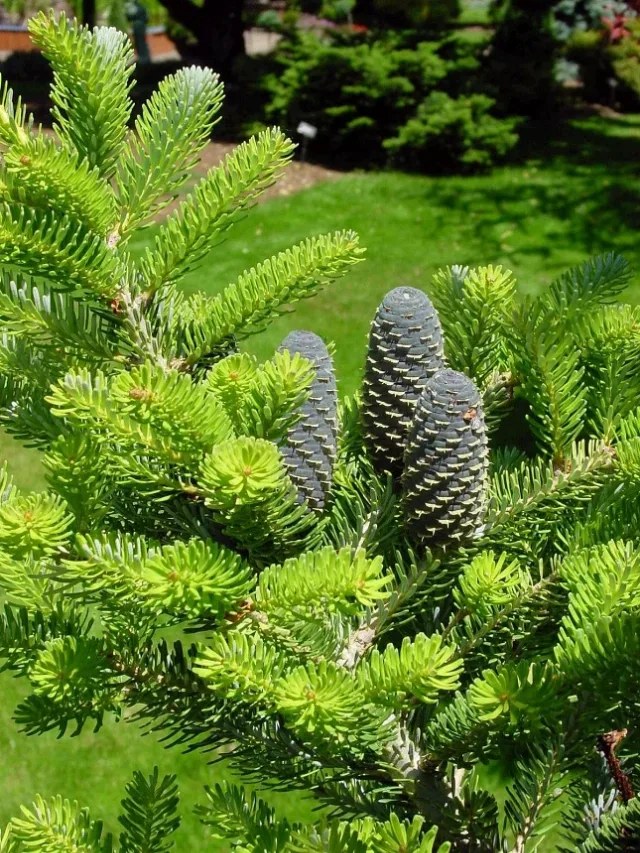 15 Semințe Brad Coreean (Abies Koreana) – Conuri Mov Erecte (Rare) – Iasi, Iași