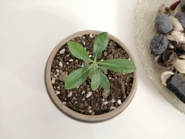 Trandafir de Deșert (Adenium Obesum) 6 luni - Plantă de Interior Exotică – fotografia 5 din 5